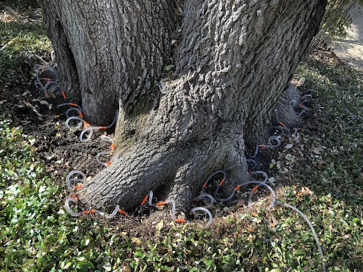 Detailed Tree Cabling and Bracing job site in Bon Aqua