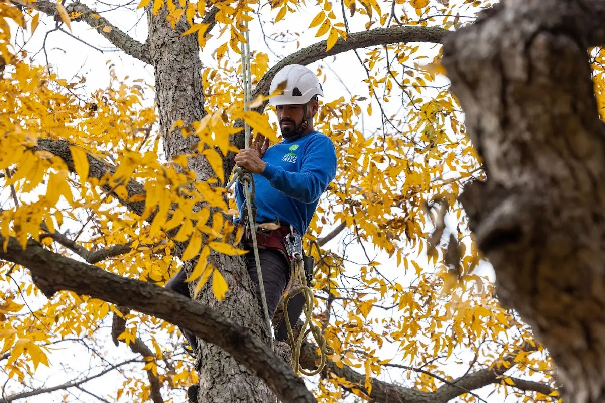 Skilled Tree Transplanting crew working in Bon Aqua