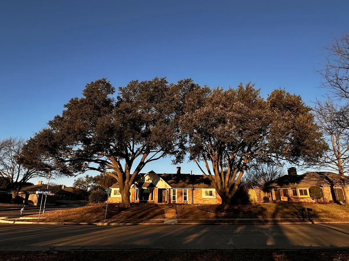 Established residential canopy tree shading a home in Bon Aqua